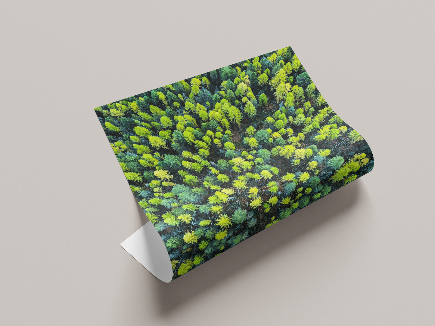 Larch Forest - Montana, USA