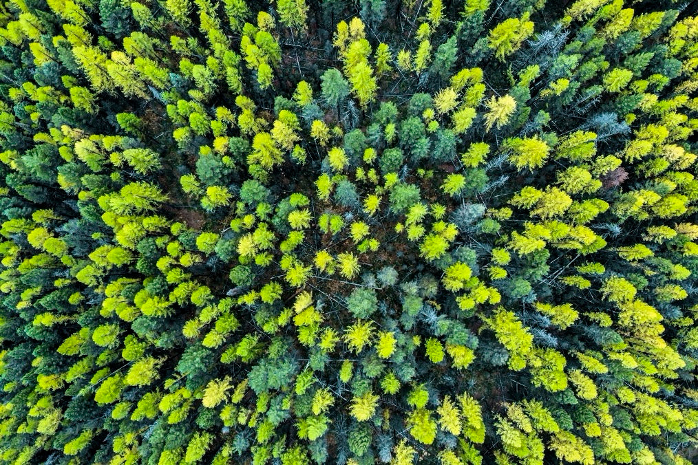 Larch Forest - Montana, USA