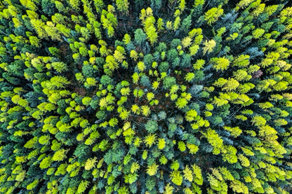 Larch Forest - Montana, USA
