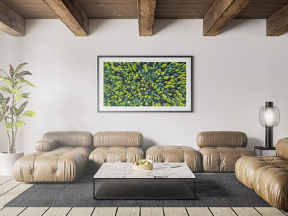 Larch Forest - Montana, USA