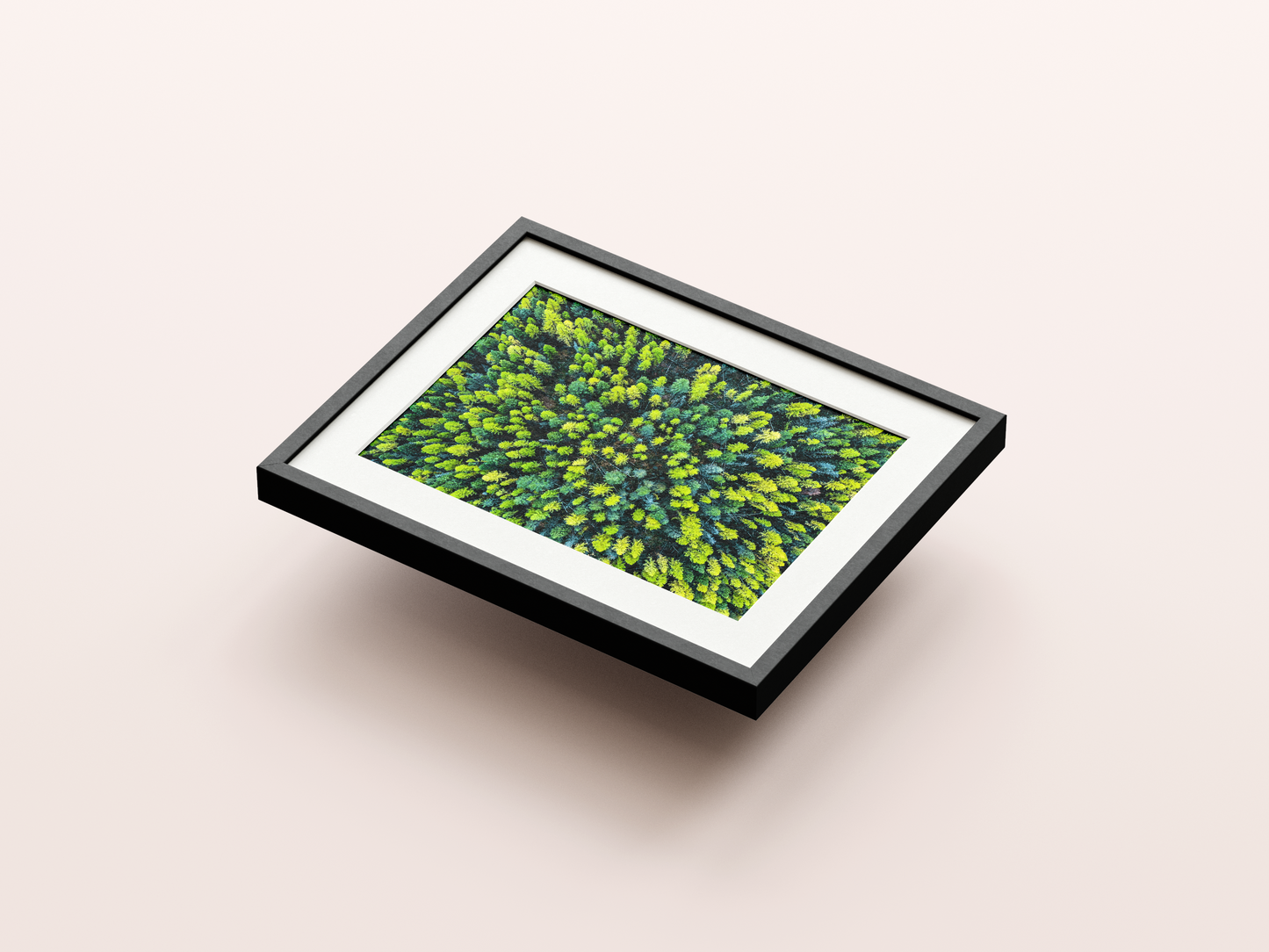 Larch Forest - Montana, USA