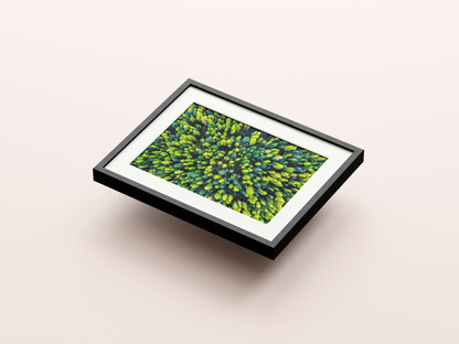 Larch Forest - Montana, USA