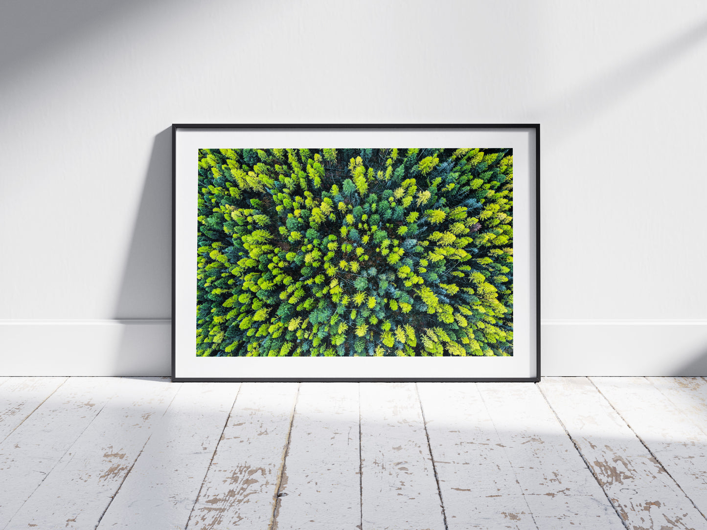 Larch Forest - Montana, USA