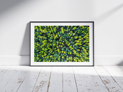 Larch Forest - Montana, USA