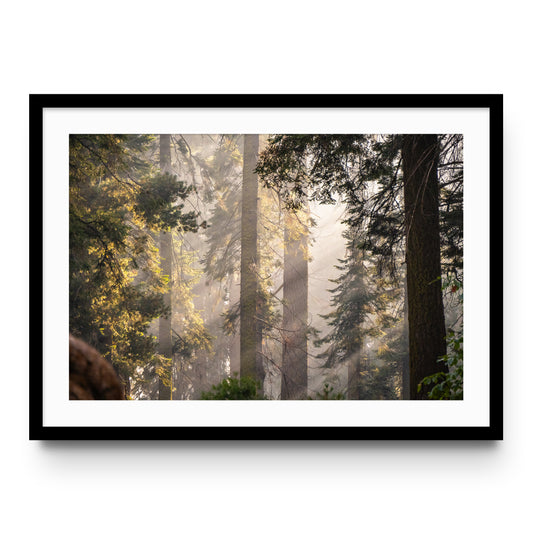 Sierra Forest