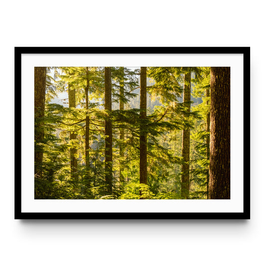 Pacific Northwest Forest