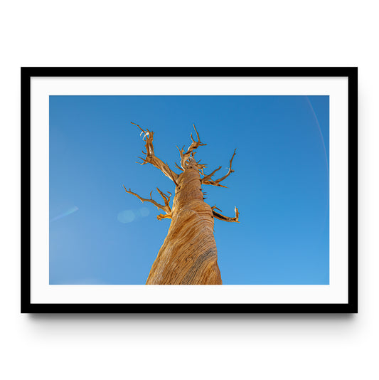 Ancient Foxtail Pine
